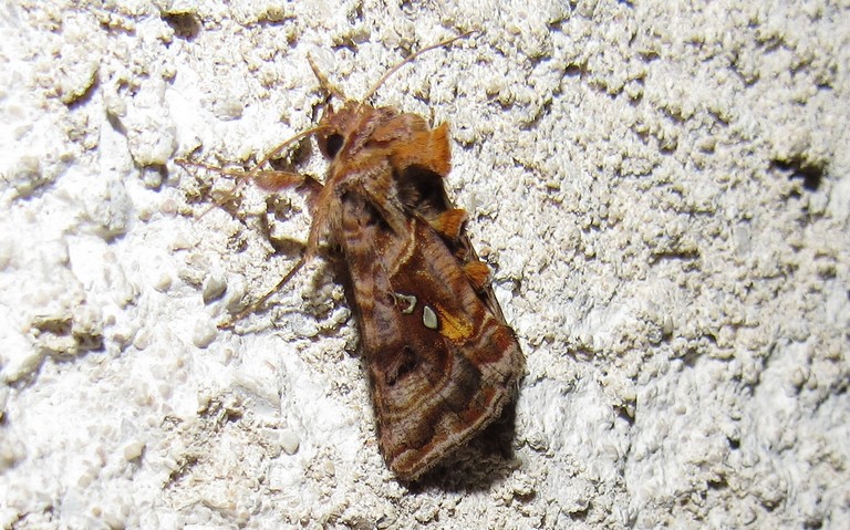 Papillons - V d'or - Autographa pulchrina