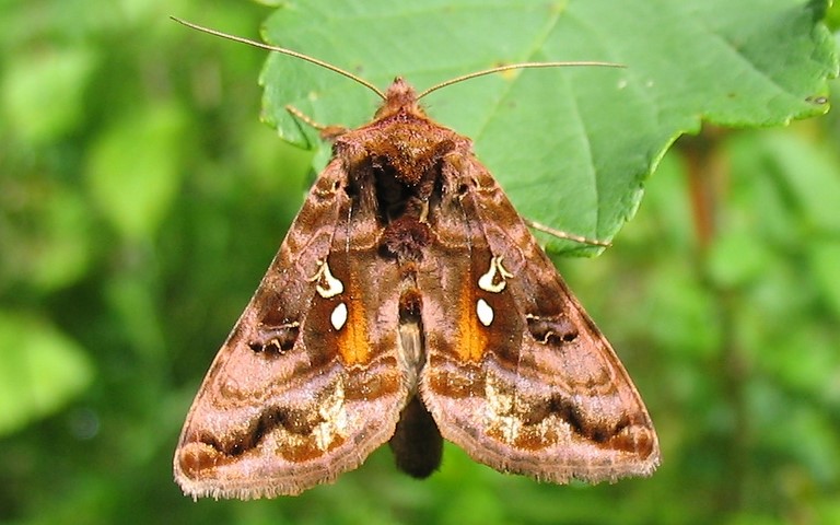 Papillons - Le v-d'or - Autographa pulchrina