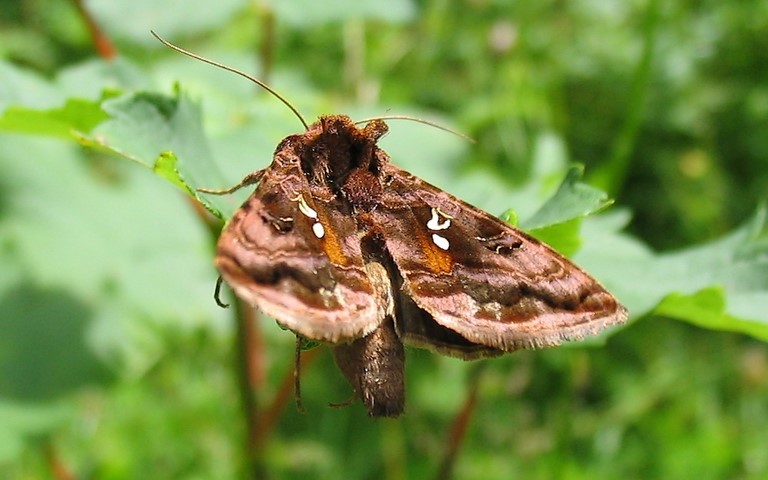 Papillons - V-d'or - Autographa pulchrina