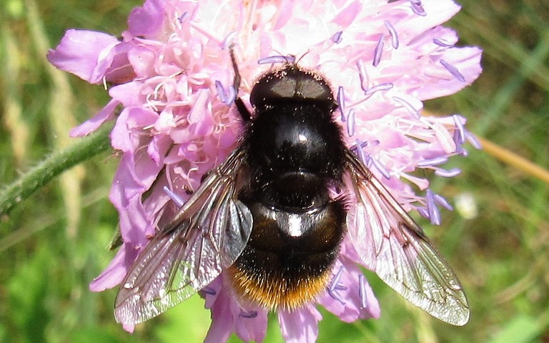 Mouches - Syrphes - Volucelle bourdon - Volucella bombylans