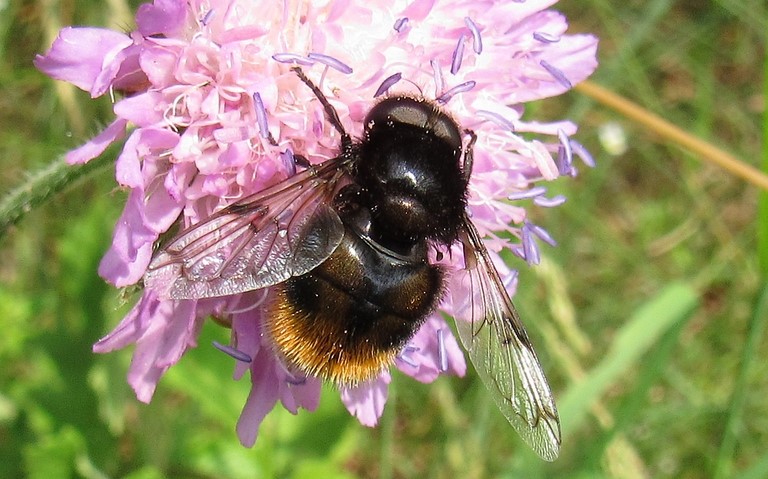 Mouches - Syrphes -  Volucelle bourdon - Volucella bombylans