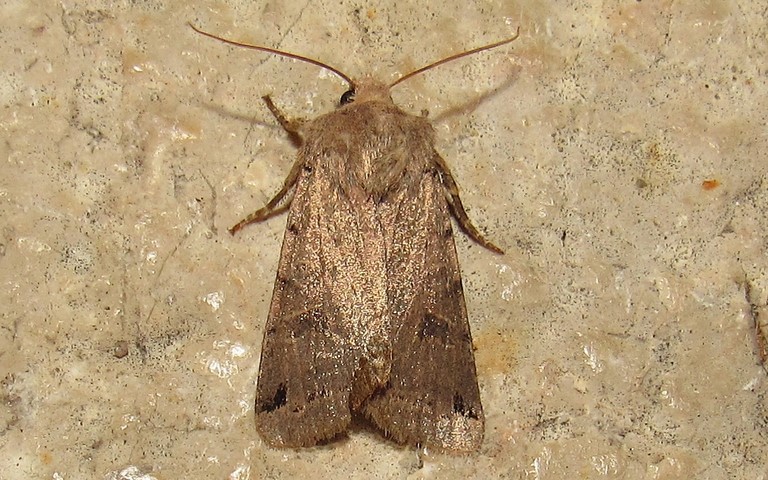 Papillons -La xanthie liturée - Agrochola litura