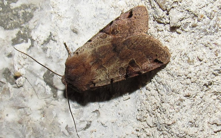 Papillons -La xanthie liturée - Agrochola litura