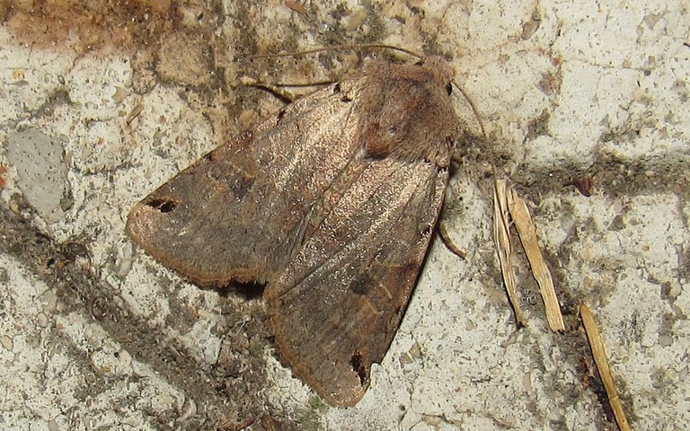 Papillons -La xanthie liturée - Agrochola litura