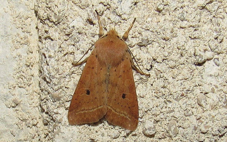 Papillons -La xanthie noisette - Agrochola macilenta