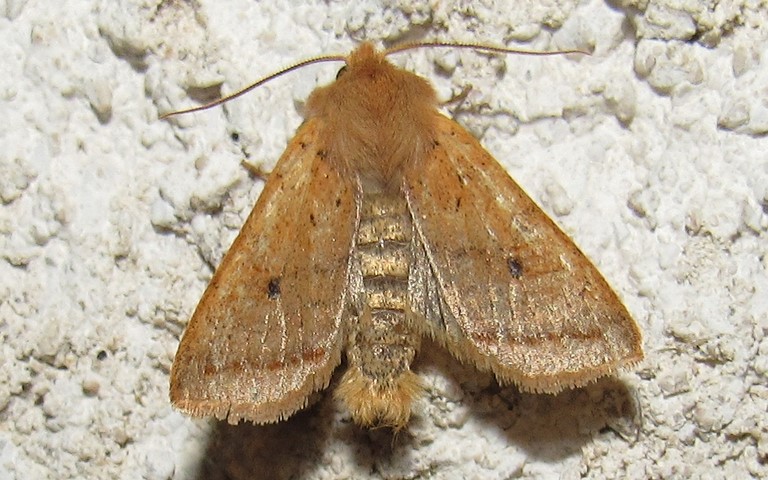 Papillons -La xanthie noisette - Agrochola macilenta