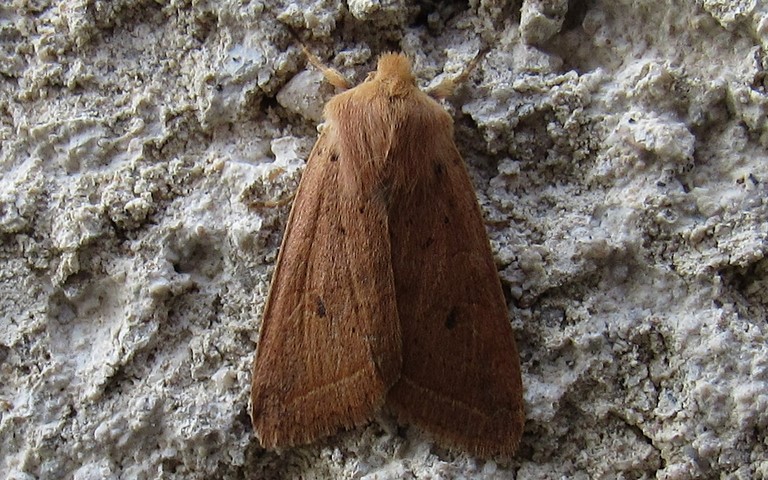 Papillons -La xanthie noisette - Agrochola macilenta