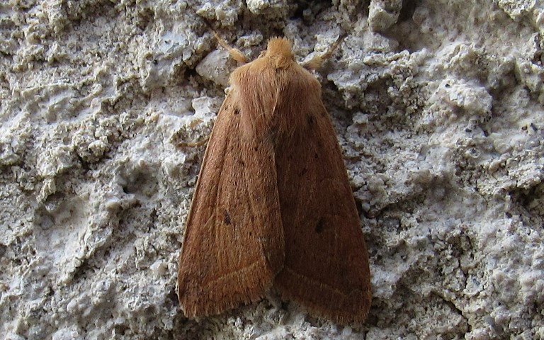 Papillons -La xanthie noisette - Agrochola macilenta