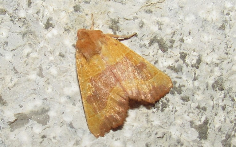 Papillons - La xanthie topaze - Atethmia centrago