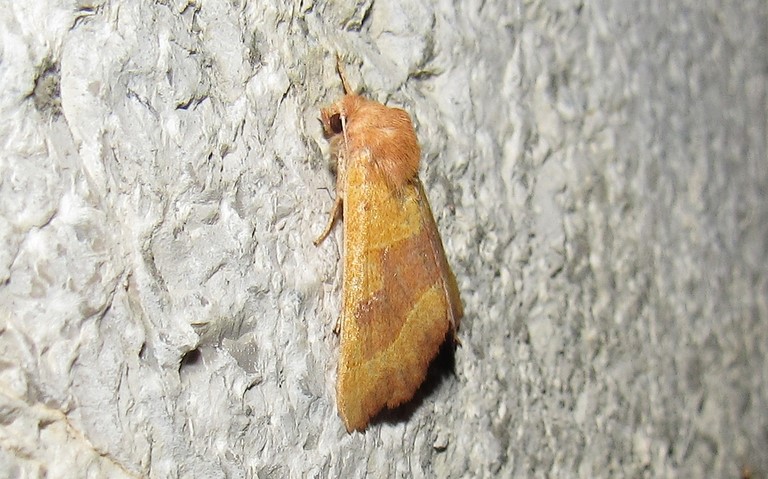 Papillons - La xanthie topaze - Atethmia centrago