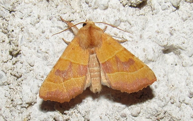 Papillons - La xanthie topaze - Atethmia centrago