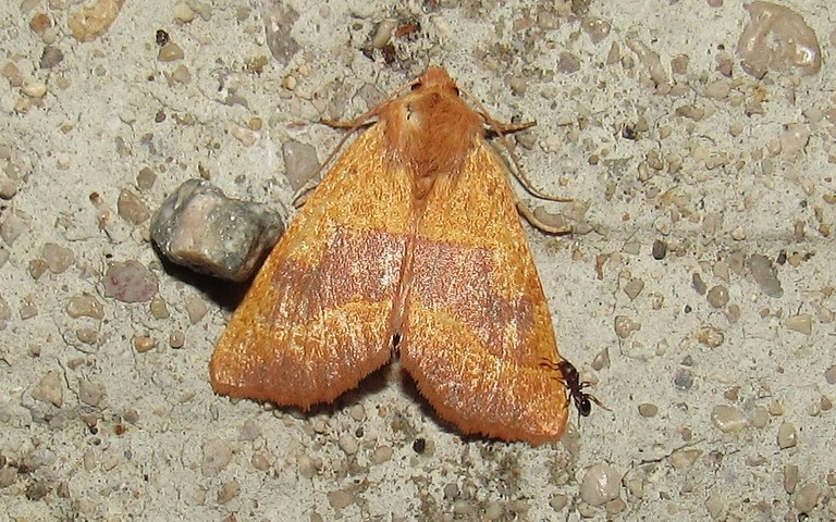 Papillons - La xanthie topaze - Atethmia centrago