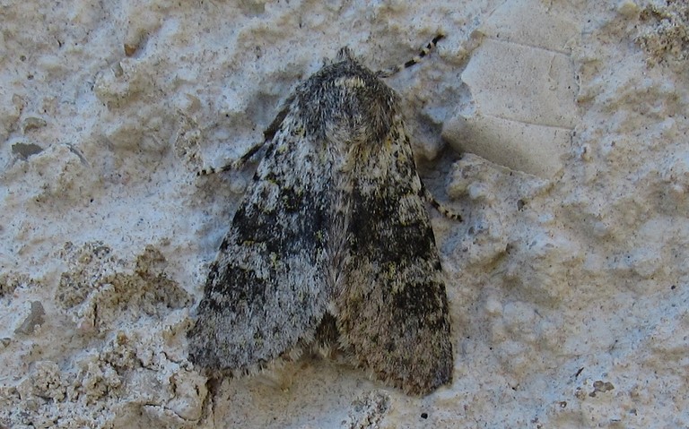 Papillons - La xyline floue - Polymixis dubia