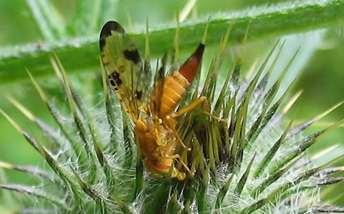 Mouches - trypetides - Xyphosia Miliaria