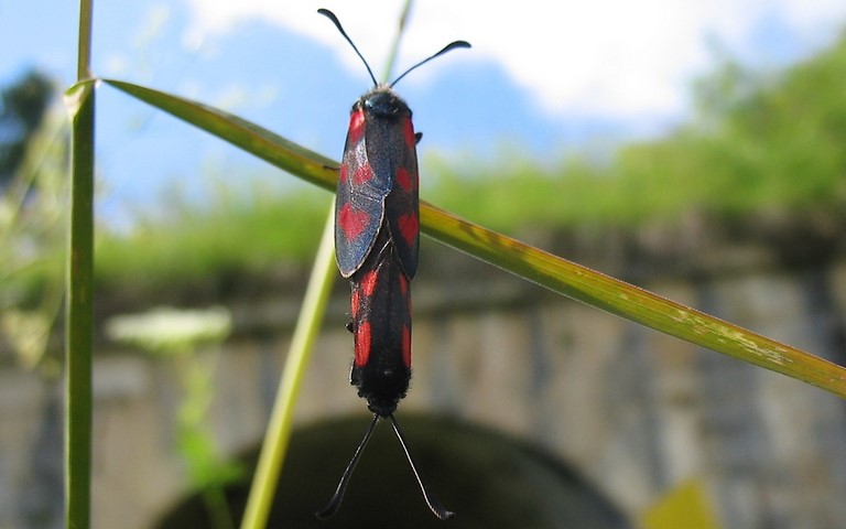 Papillons - Zygene de la filipendule - Zygaena Filipendulae