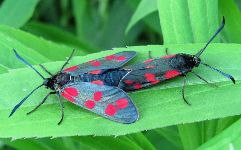 Papillons - Zygène commune - Zygaena filipendulae