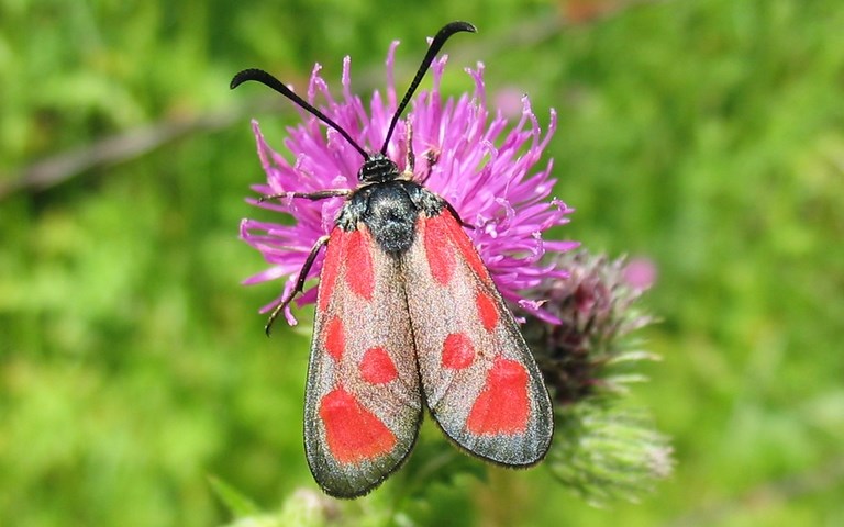 Papillons -Zygène du lotier - Zygaena loti