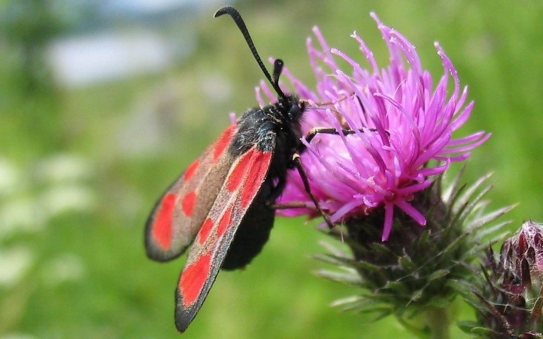 Papillons -Zygene du lotier - Zygaena loti