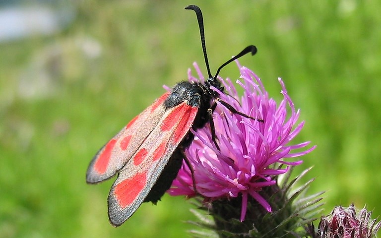 Papillons -Zygène du lotier - Zygaena loti