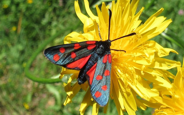 Papillons - Zygène transalpine - Zygaena transalpina