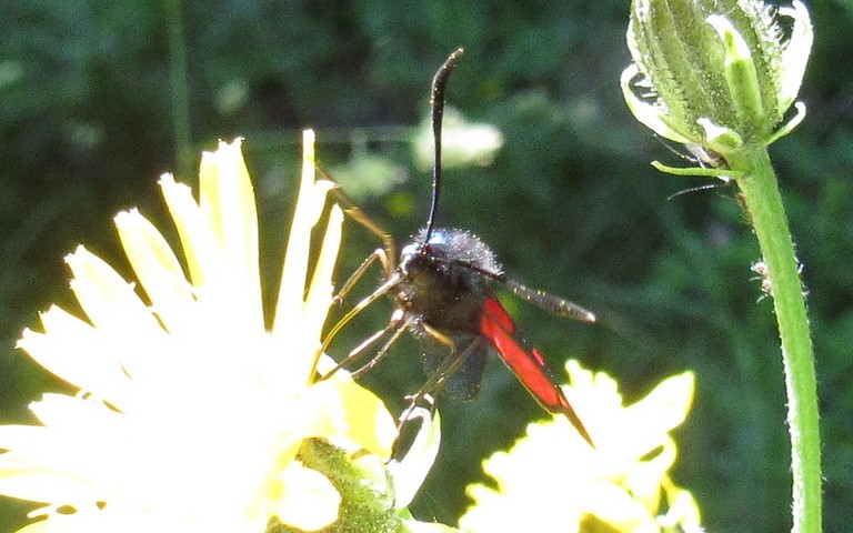 Papillons - Zygène transalpine - Zygaena transalpina