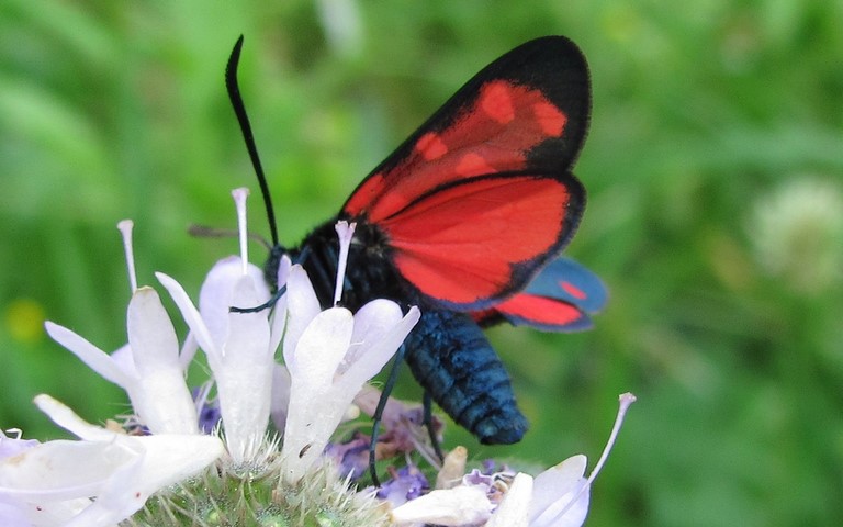 Papillons - Zygène transalpine - Zygaena transalpina