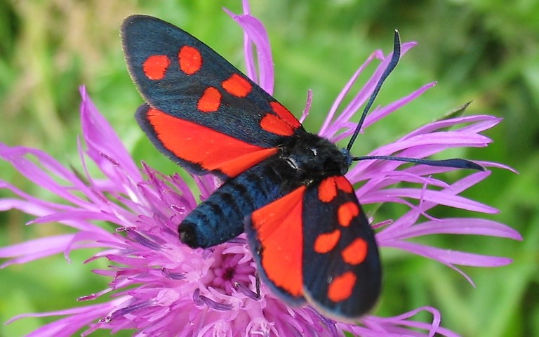 Papillons - Zygène transalpine - Zygaena transalpina