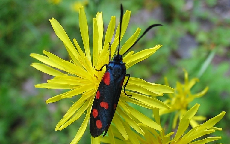 Papillons - Zygène transalpine - Zygaena transalpina