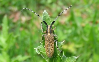 L'agapanthie à pilosité verdâtre