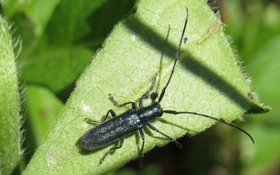L'agapanthie violette