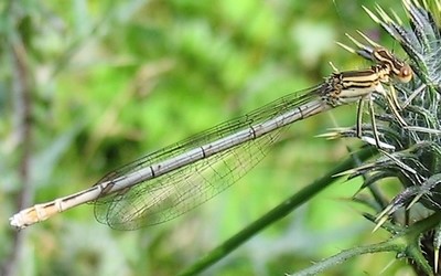 L'agrion à larges pattes