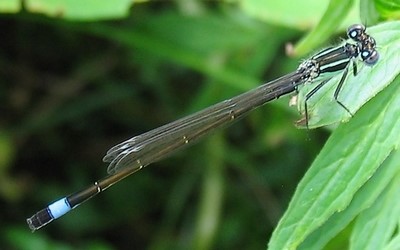L'agrion élégant