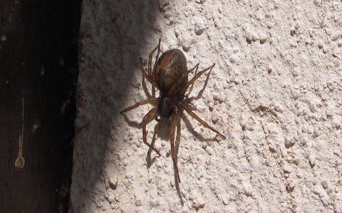 Callobius claustrarius