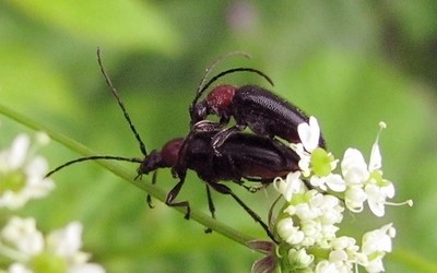 Acmeops à thorax rouge