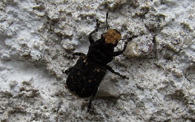 L'anthribe-bois vermoulu