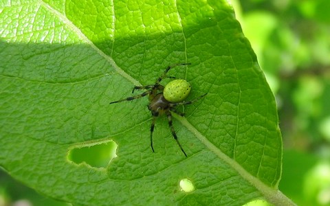 Araignée courge - Araniella cucurbitina