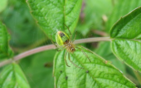 Araignée courge - Araniella cucurbitina