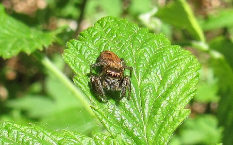 Araignée sauteuse - Evarcha sp.