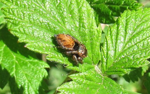 Araignée sauteuse - Evarcha sp.