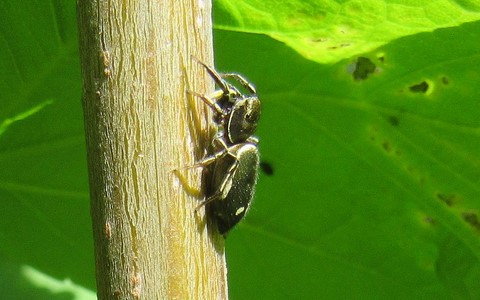 Araignée sauteuse - Heliophanus auratus