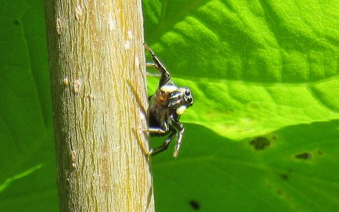 Araignée sauteuse - Heliophanus auratus