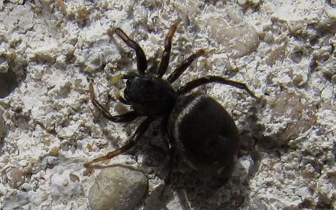 Araignée sauteuse - Heliophanus tribulosus
