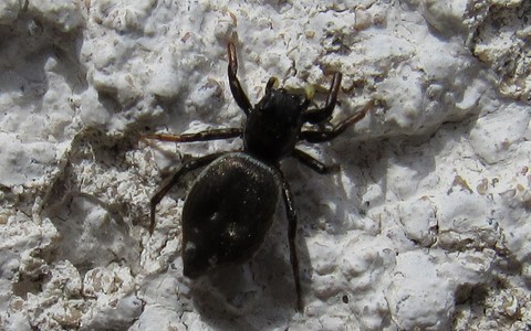 Araignée sauteuse - Heliophanus tribulosus