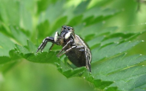 Araignée sauteuse - Heliophanus tribulosus