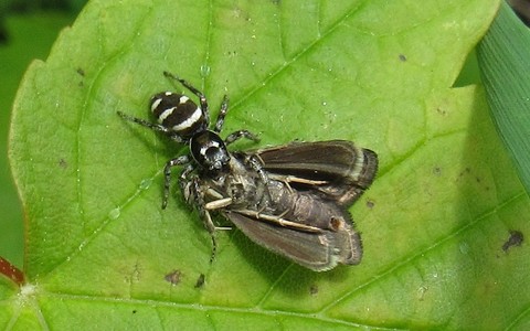 Saltique chevronnée - Salticus scenicus