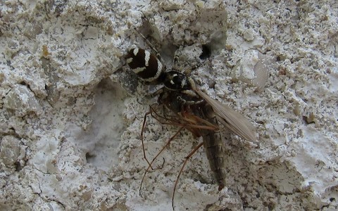 Saltique chevronnée - Salticus scenicus