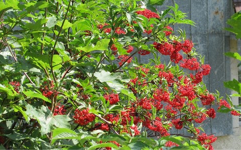 Fruits du sorbier des oiseaux