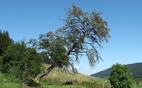 Sorbier des oiseaux