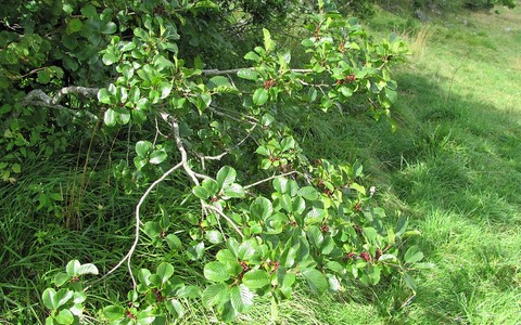 Sorbier petit neflier