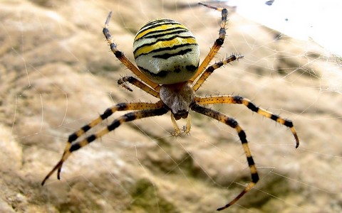 Argiope frelon - Argiope bruennichi